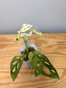 123. Monstera Adansonii Variegated