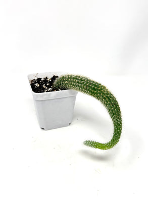 Cleistocactus Colademononis “Monkey Tail Cactus” (Long hair variant) - Ships within Canada only