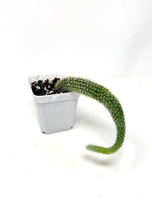 Cleistocactus Colademononis “Monkey Tail Cactus” (Long hair variant) - Ships within Canada only