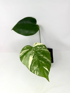 Monstera Deliciosa Albo Variegated K