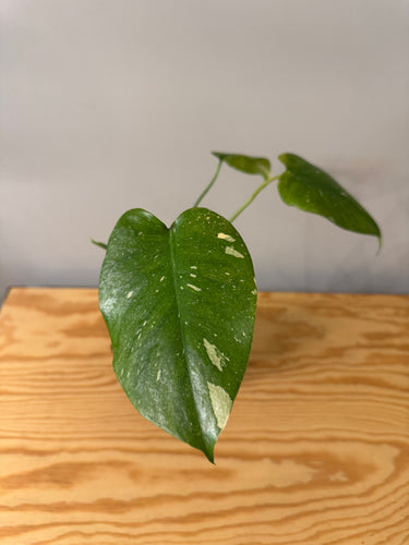 175. Monstera Thai Constellation