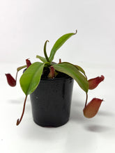 Load image into Gallery viewer, Nepenthes ‘Bloody Mary’