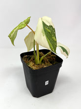 Load image into Gallery viewer, Philodendron Gloriosum Variegated B