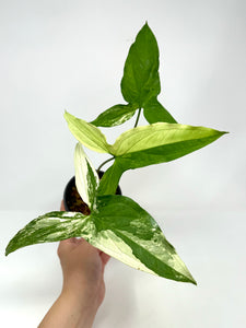 Syngonium Podophyllum Albo Variegated