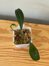 Load image into Gallery viewer, 339. Hoya Vittelinioides