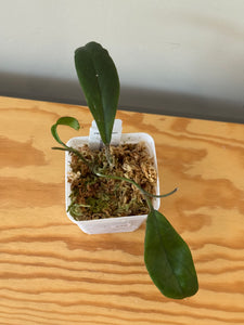 339. Hoya Vittelinioides