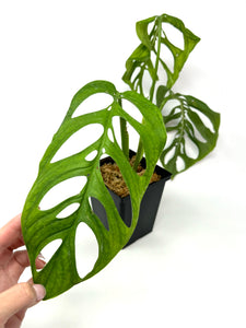 Monstera Esqueleto