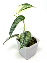 Load image into Gallery viewer, Scindapsus Mayari Variegated B