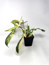 Load image into Gallery viewer, Philodendron Florida Beauty A