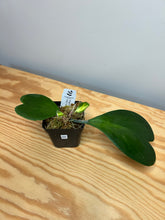 Load image into Gallery viewer, 94. Hoya Kerrii Variegated (inner)