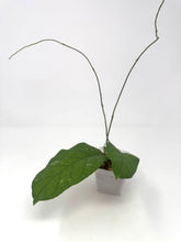 Load image into Gallery viewer, Hoya Meredithii