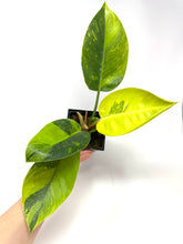 Load image into Gallery viewer, Philodendron Green Congo Variegated