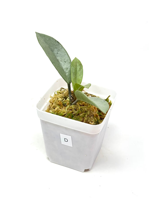 Hoya Wilbur Graves Silver D