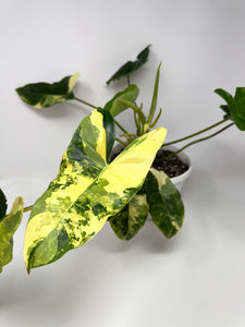 Philodendron Burle Marx Variegated (large)