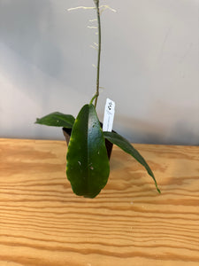 177. Hoya Kaimuki