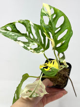 Load image into Gallery viewer, Monstera Adansonii Variegated D