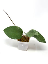 Load image into Gallery viewer, Hoya Glabra Silver D