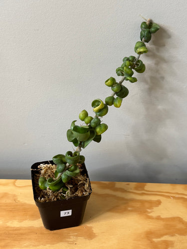 73. Hoya Carnosa Compacta