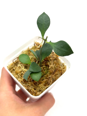 Hoya Carmelae