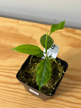 Load image into Gallery viewer, 135. Hoya Decipulae