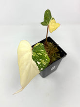 Load image into Gallery viewer, Philodendron Gloriosum Variegated B