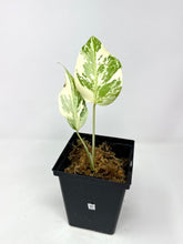 Load image into Gallery viewer, Monstera Deliciosa Albo Variegated D