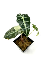 Load image into Gallery viewer, Alocasia Amazonica Variegated C