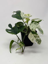 Load image into Gallery viewer, Epipremnum Pinnatum 'Marble' Variegated (Large)