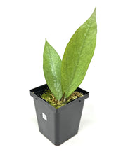 Load image into Gallery viewer, Hoya Germany Silver C