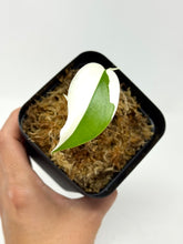 Load image into Gallery viewer, Monstera Deliciosa Albo Variegated (juvenile) B