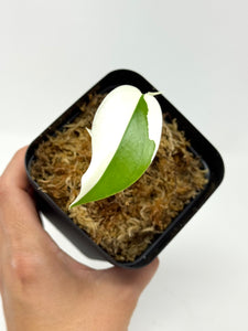 Monstera Deliciosa Albo Variegated (juvenile) B