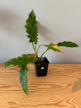 Load image into Gallery viewer, 280. Philodendron Ring of Fire