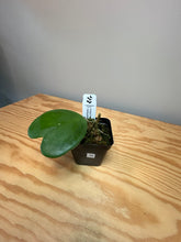 Load image into Gallery viewer, 99. Hoya Kerrii Variegated (inner)