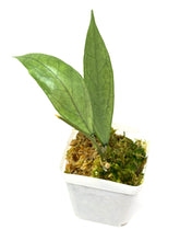 Load image into Gallery viewer, Hoya Germany Silver