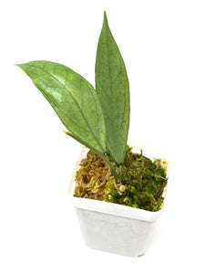 Hoya Germany Silver