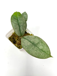 Hoya Mitrata Silver A