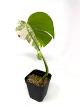 Load image into Gallery viewer, Monstera Deliciosa Albo Variegated G