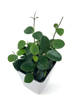 Load image into Gallery viewer, Hoya Mathilde