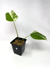 Load image into Gallery viewer, Monstera Deliciosa Albo Variegated D