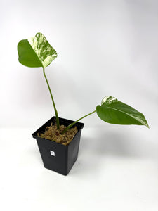 Monstera Deliciosa Albo Variegated D