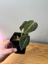 Load image into Gallery viewer, 20. Philodendron Melanochrysum