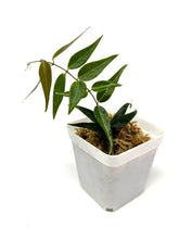 Load image into Gallery viewer, Hoya Leucantha