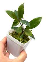 Load image into Gallery viewer, Hoya Walliniana UT-152