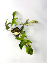 Load image into Gallery viewer, Philodendron Florida Beauty G