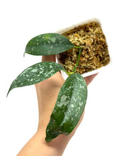 Load image into Gallery viewer, Hoya Cystiantha Splash