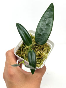 Hoya Stenaokei