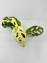 Load image into Gallery viewer, Monstera Adansonii Albo Variegated