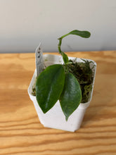 Load image into Gallery viewer, 13. Hoya Albiflora