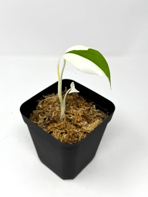 Monstera Deliciosa Albo Variegated (juvenile) B