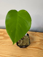 Load image into Gallery viewer, 157. Monstera Deliciosa Aurea Variegated